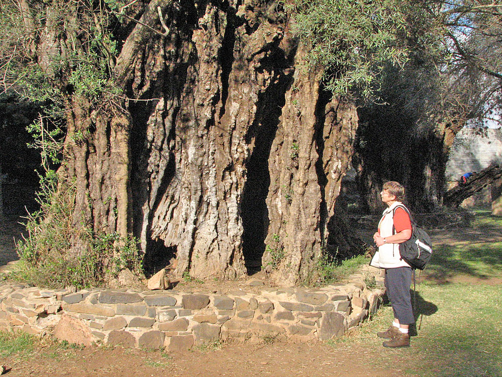Four hundred-year-old olive tree