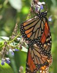 Monarchs in close-up