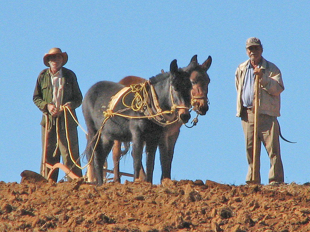 Farmers and mules
