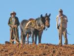 Farmers and mules